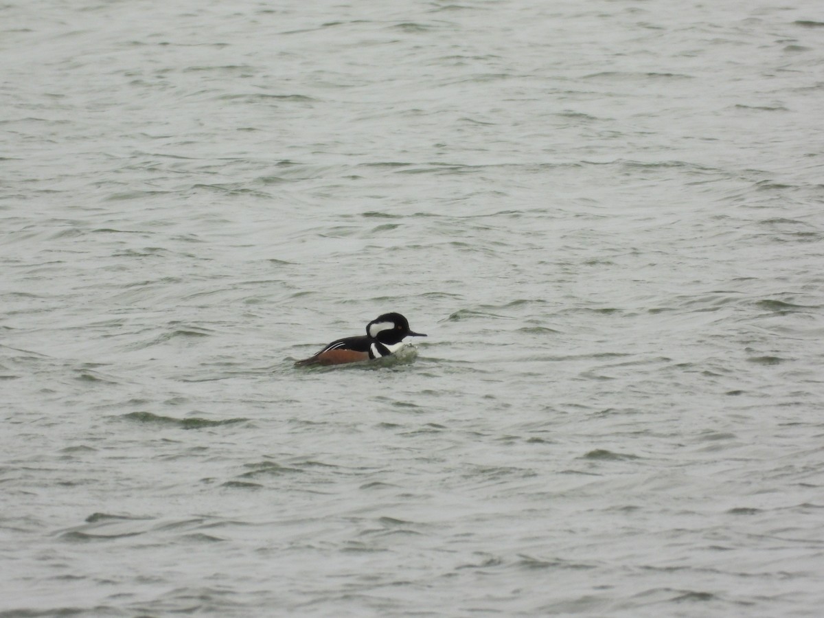 Hooded Merganser - ML646496001