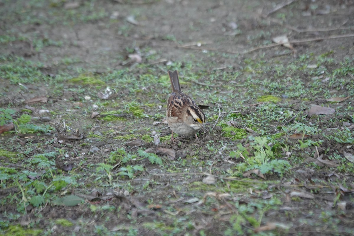 White-throated Sparrow - ML646496004