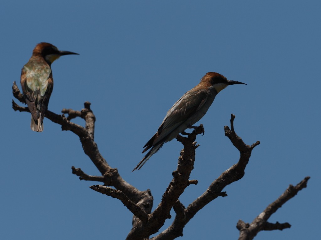 European Bee-eater - ML646496005