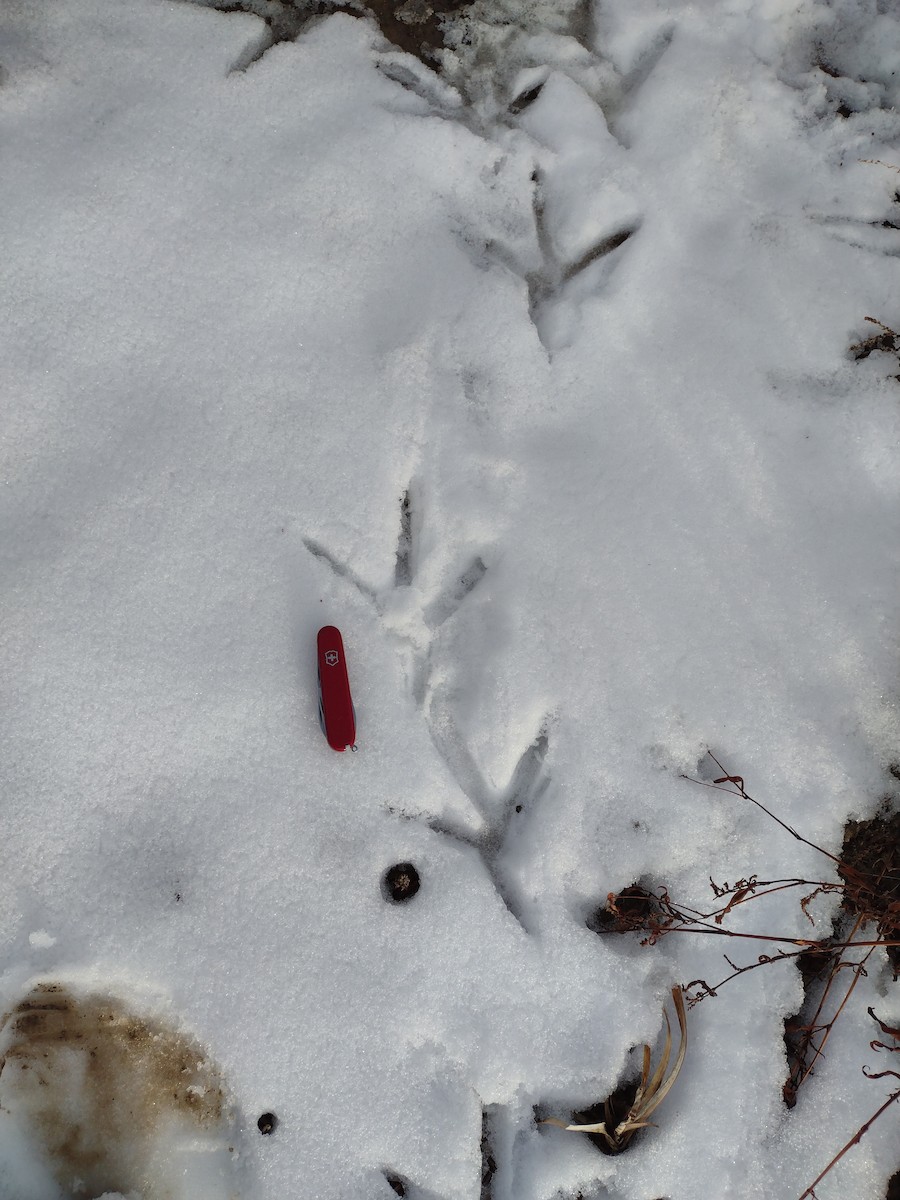 Great Blue Heron - ML646496006