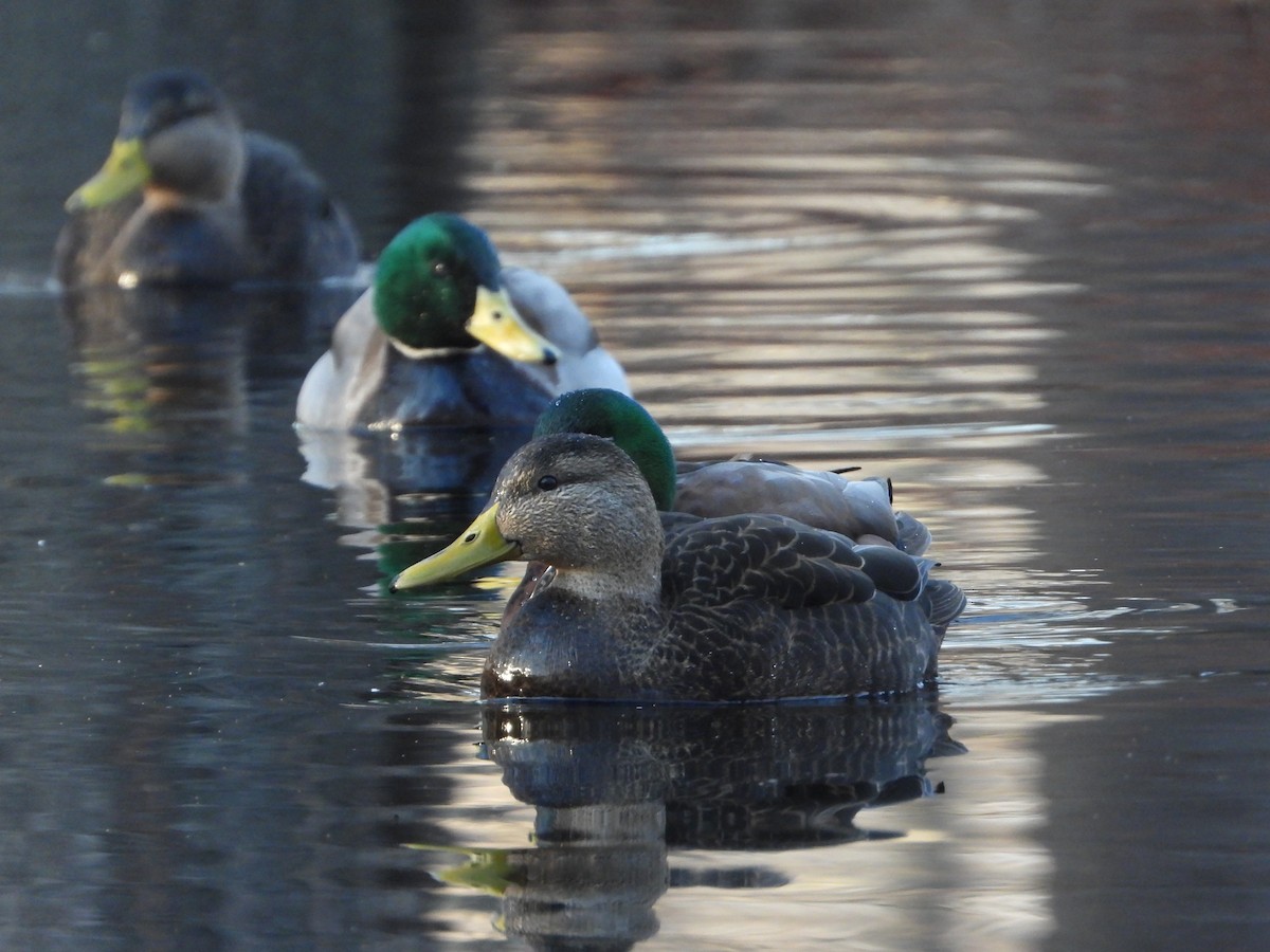 American Black Duck - ML646496008
