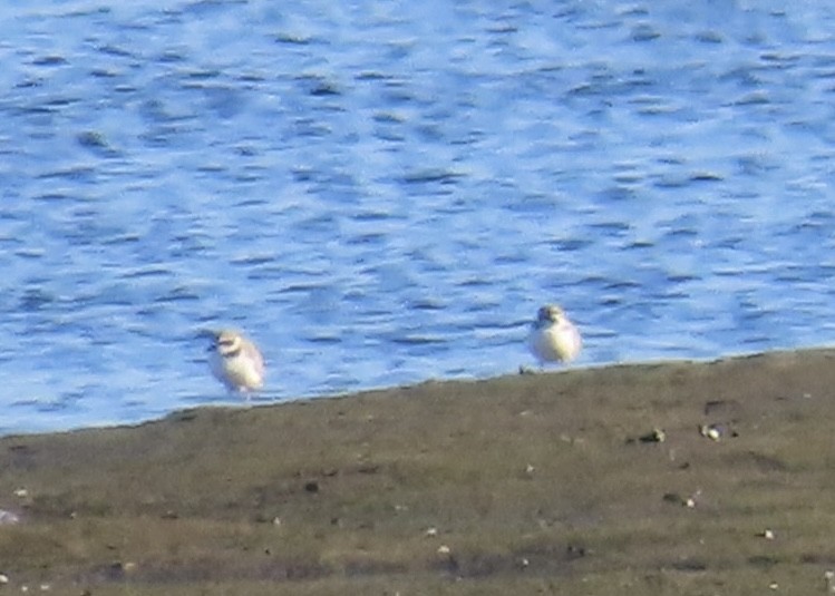 Snowy Plover - ML646496009