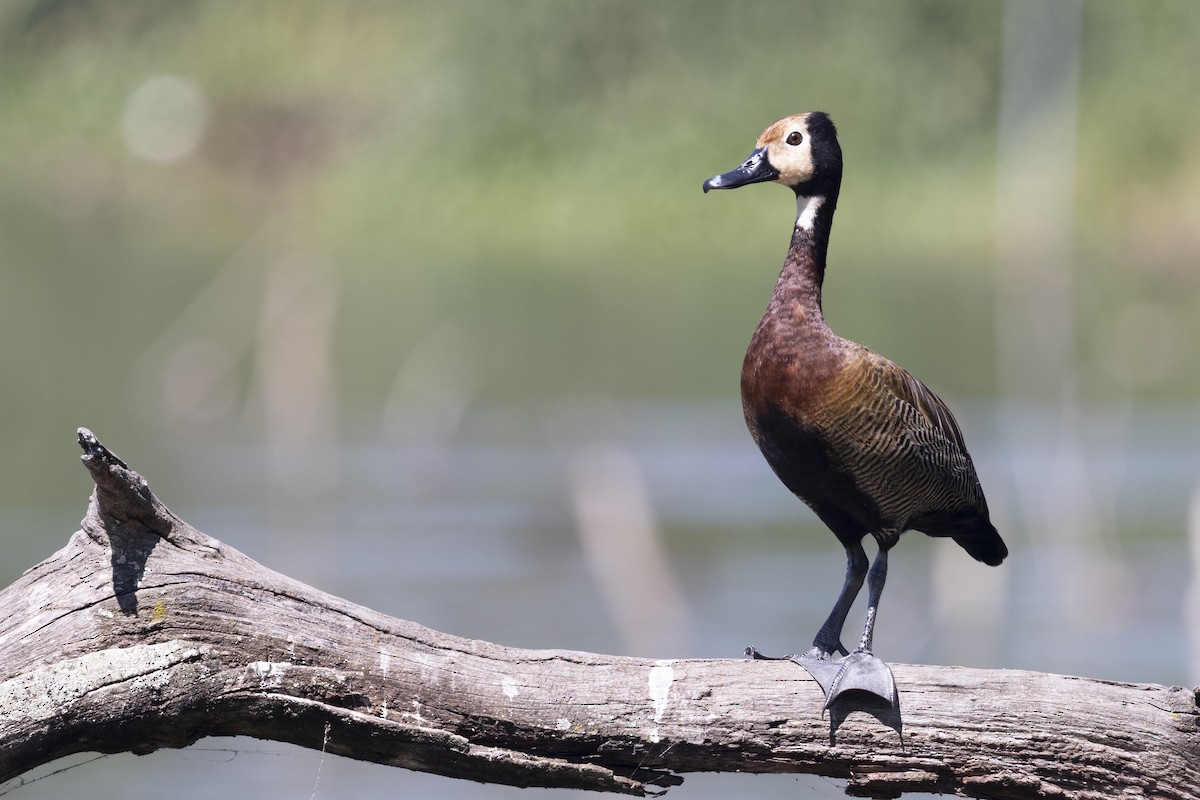 White-faced Whistling-Duck - ML646496010