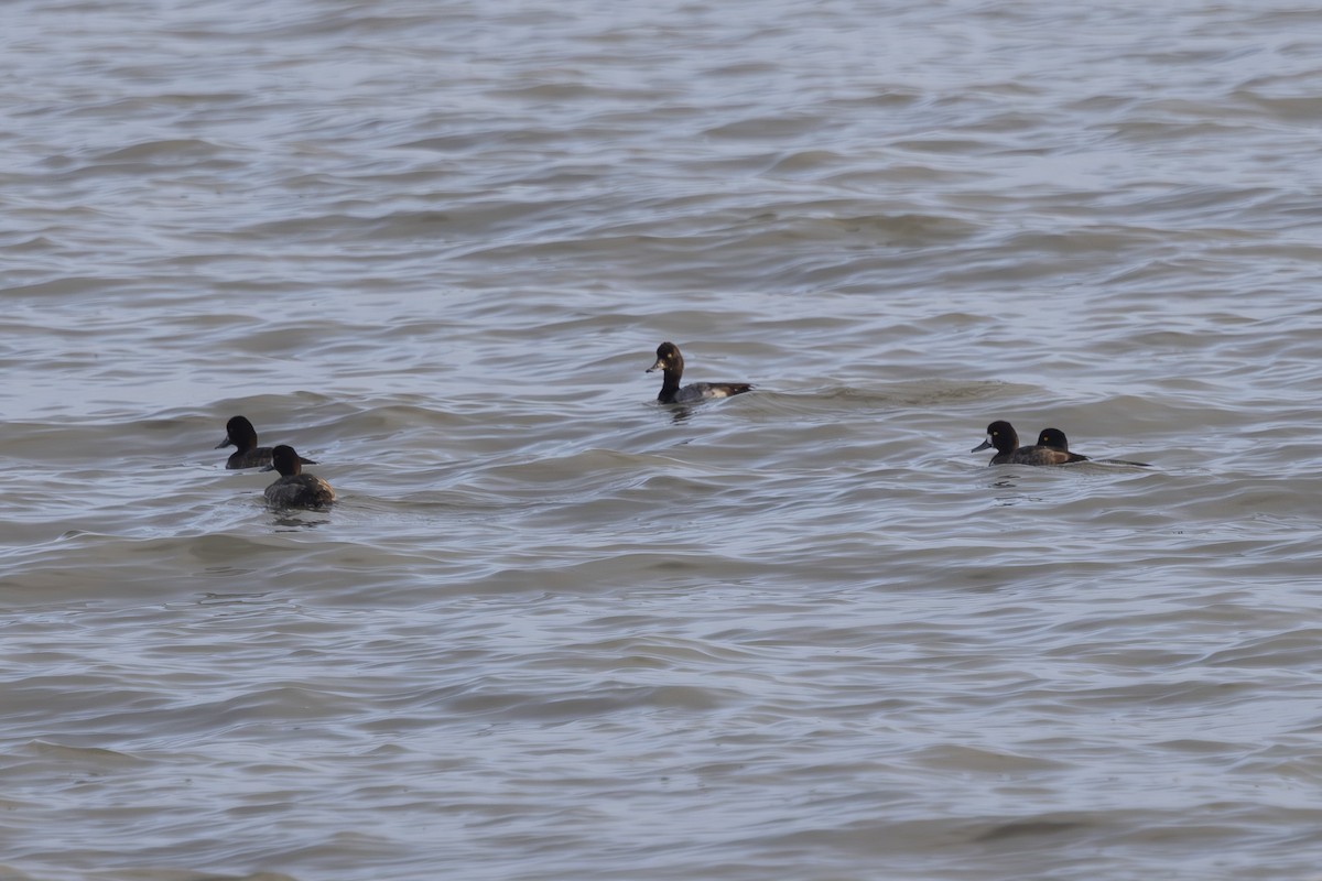 Lesser Scaup - ML646496011