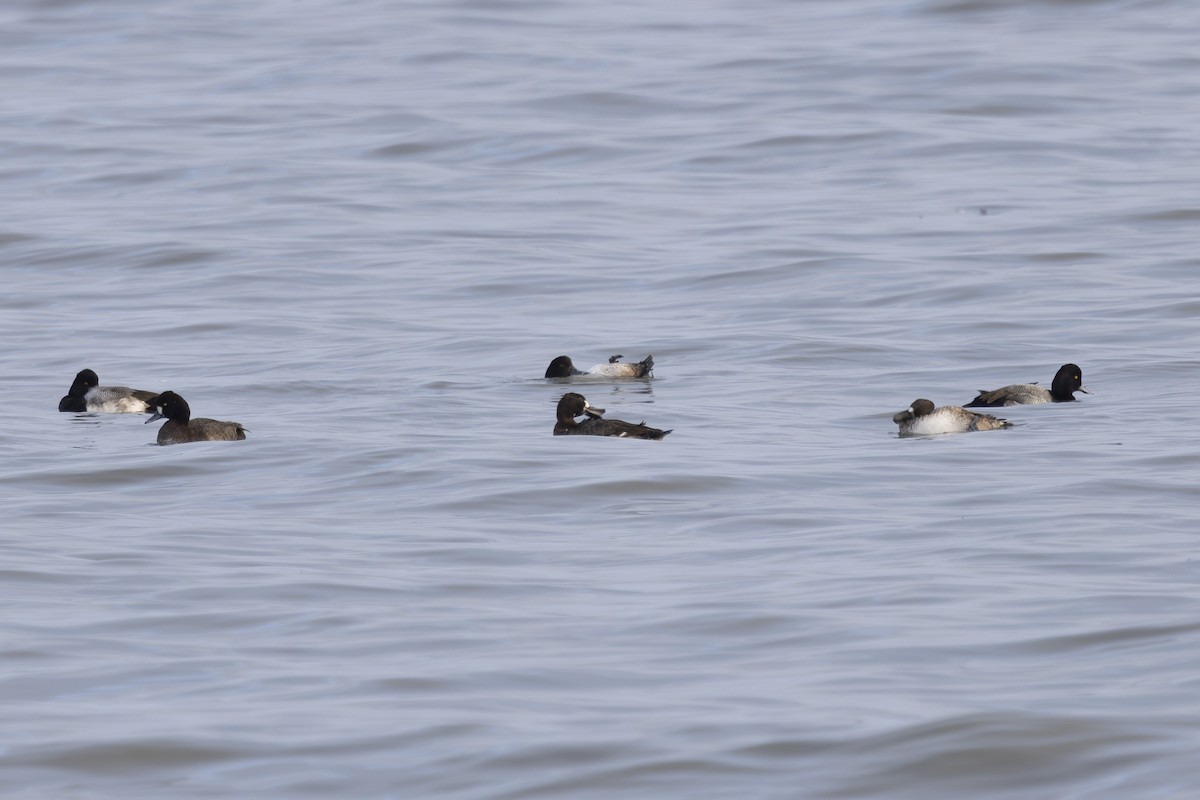 Lesser Scaup - ML646496012