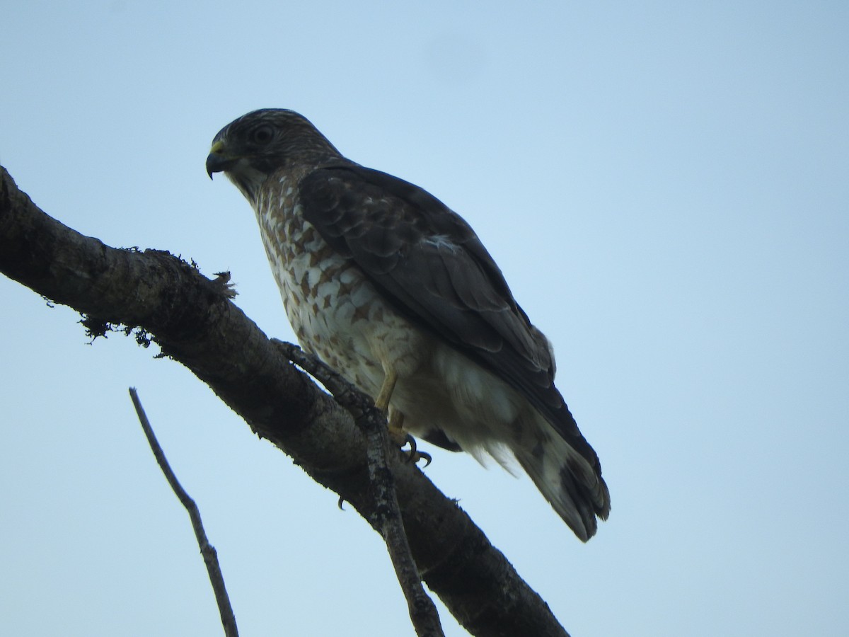 Broad-winged Hawk - ML646496013
