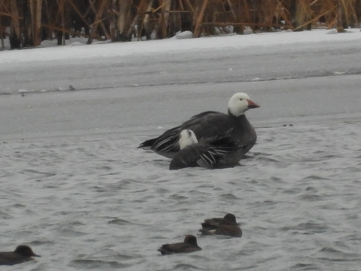 Snow Goose - ML646496014