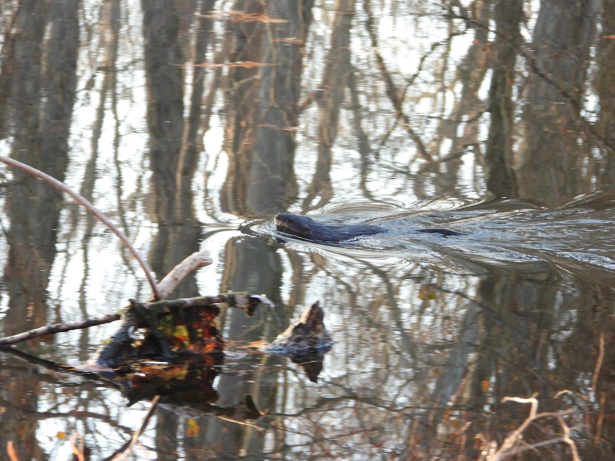 Muskrat - ML646496015