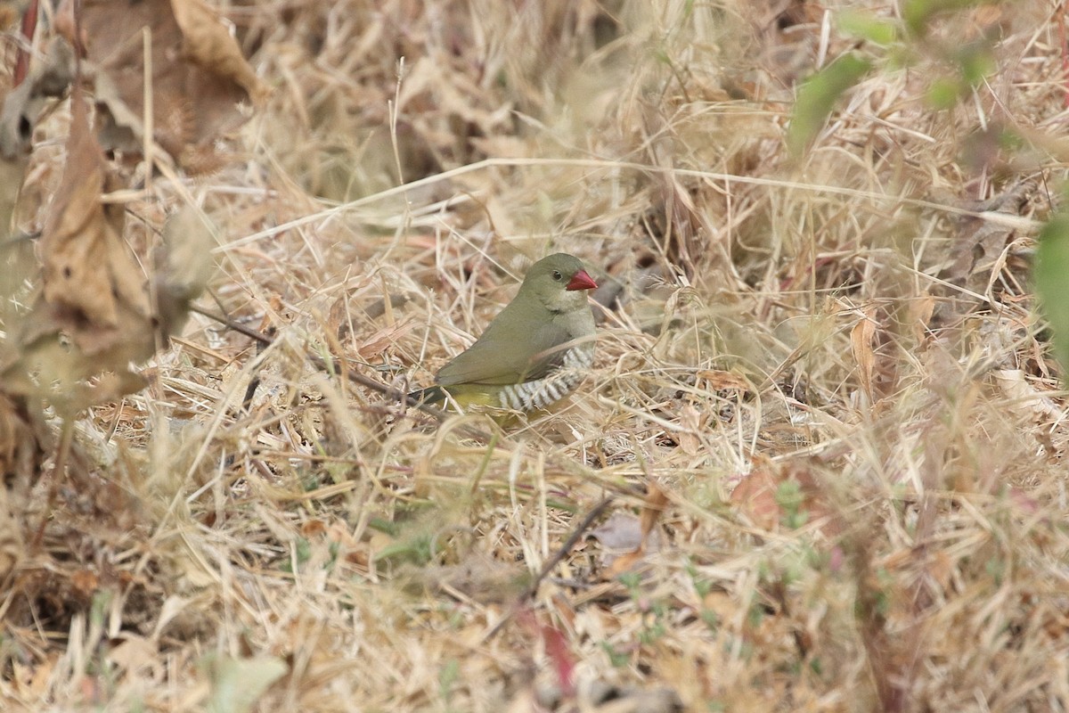 Green Avadavat - ML646496016