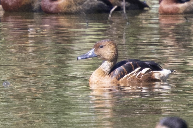 Fulvous Whistling-Duck - ML646496017