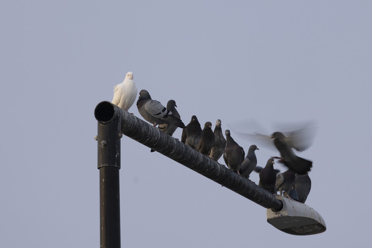 Rock Pigeon (Feral Pigeon) - ML646496018