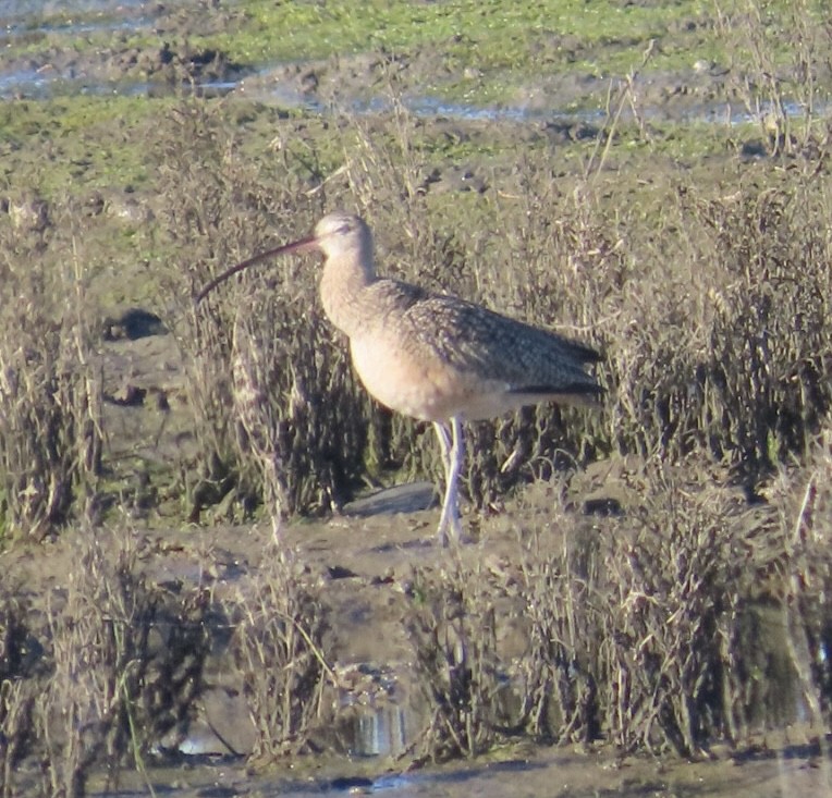 Long-billed Curlew - ML646496019