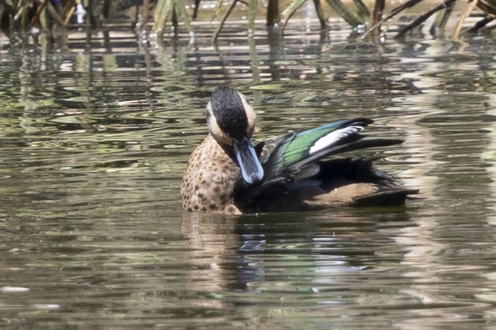 Blue-billed Teal - ML646496020