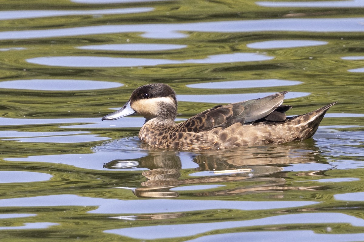 Blue-billed Teal - ML646496021