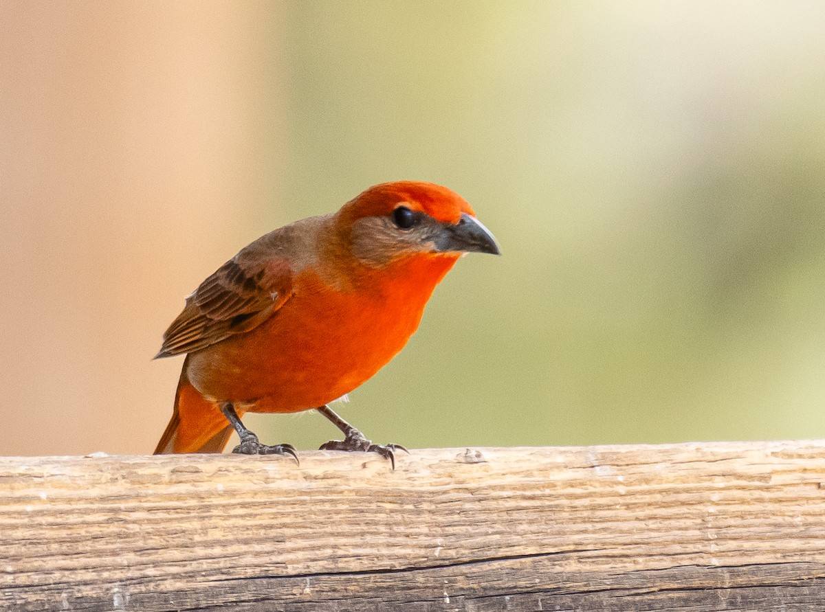 Hepatic Tanager - ML646496023