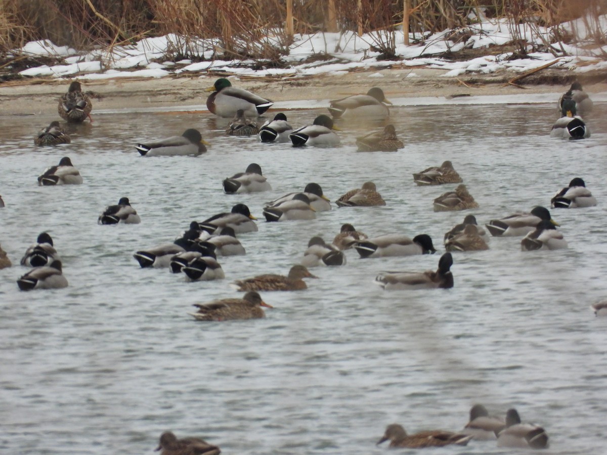 Mallard - ML646496024