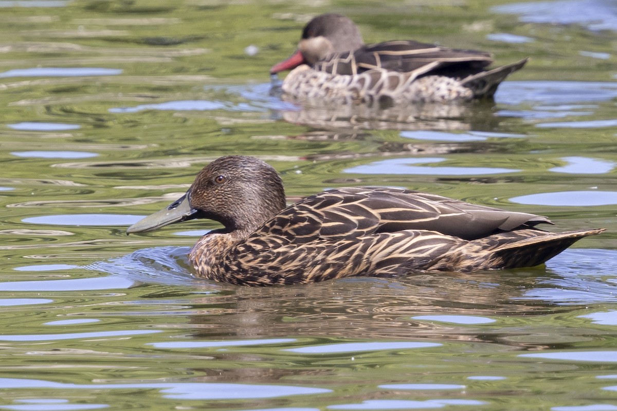 Meller's Duck - ML646496025