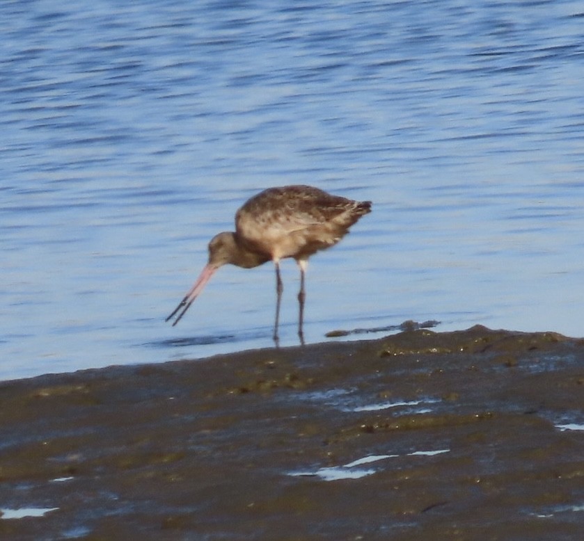 Marbled Godwit - ML646496026