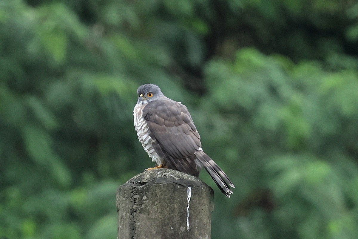 Crested Goshawk - ML646496027