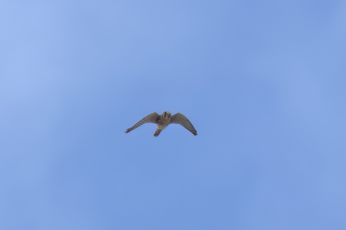 American Kestrel - ML646496030