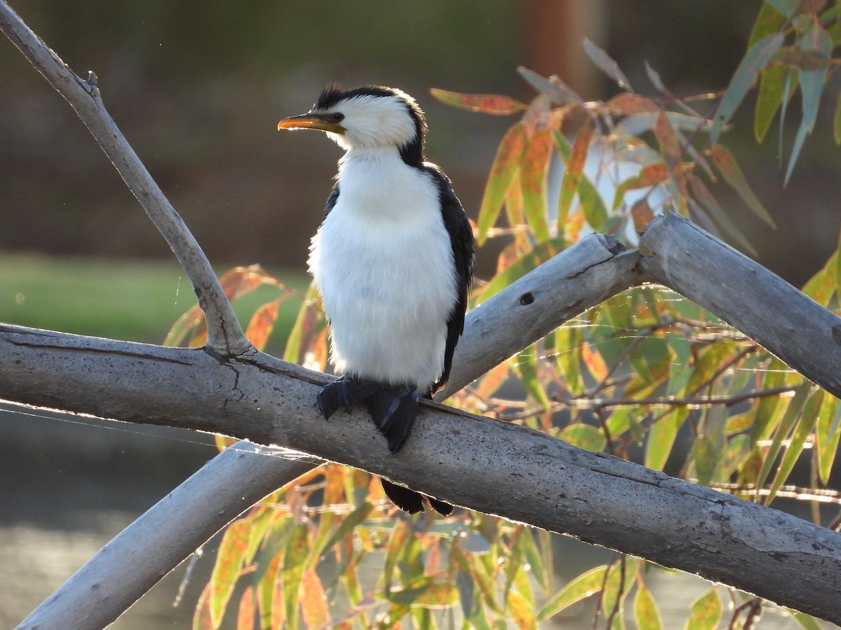 Little Pied Cormorant - ML646496033