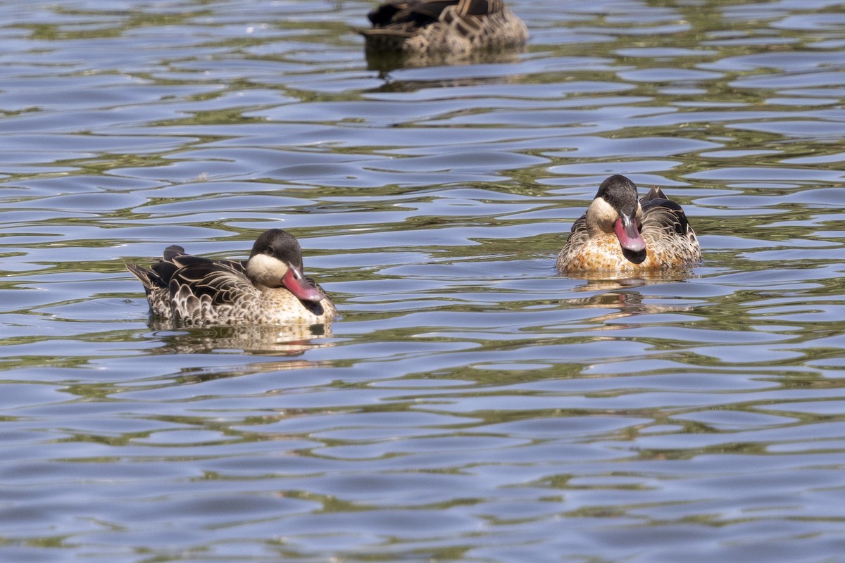 Red-billed Duck - ML646496035