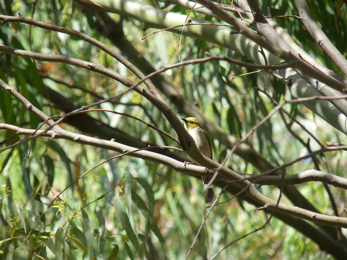 White-plumed Honeyeater - ML646496036