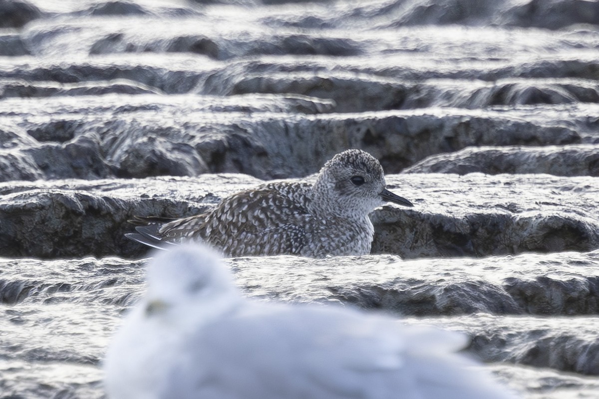 Black-bellied Plover - ML646496037