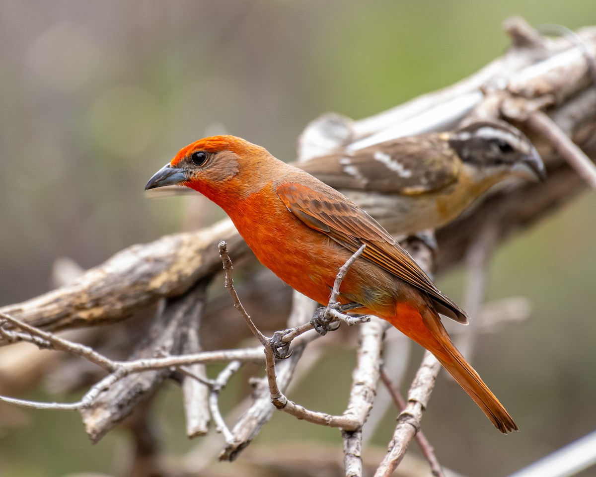 Hepatic Tanager - ML646496039