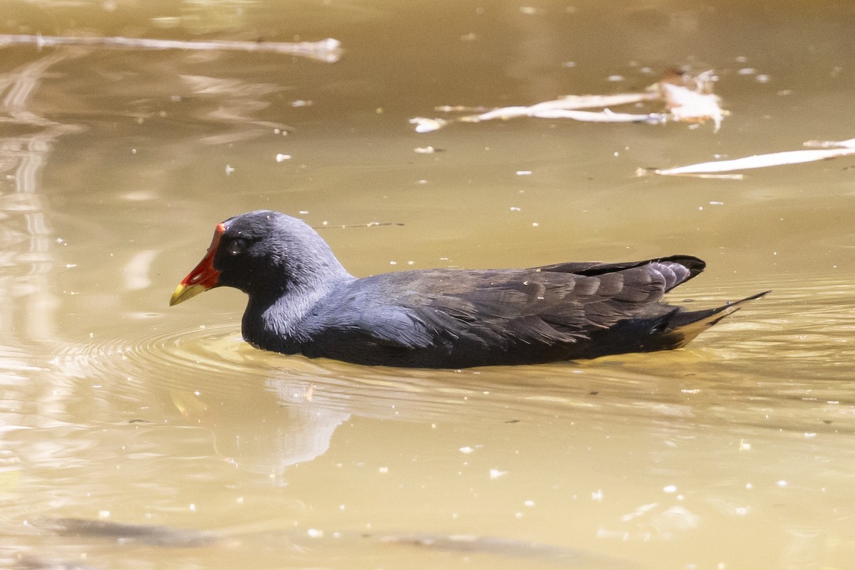 Eurasian Moorhen - ML646496060