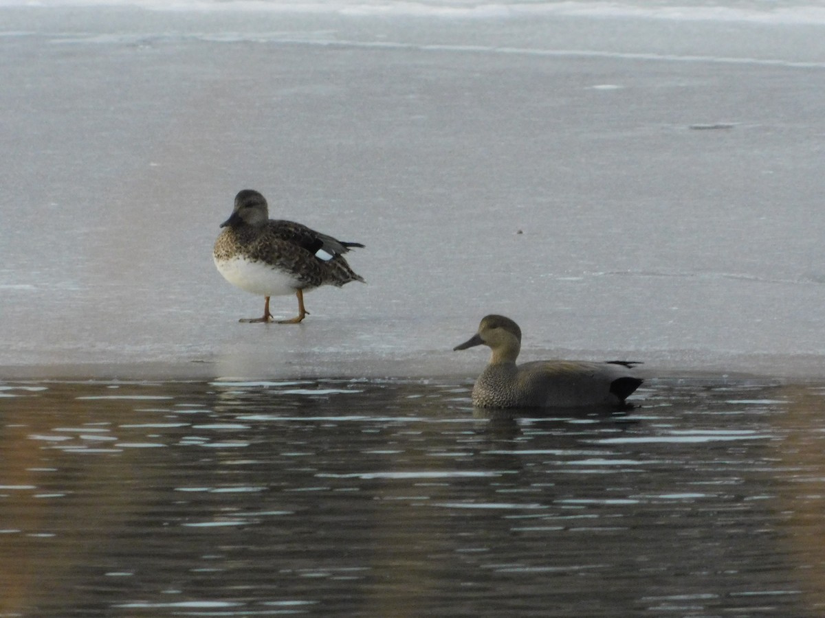 snadderand - ML646496061