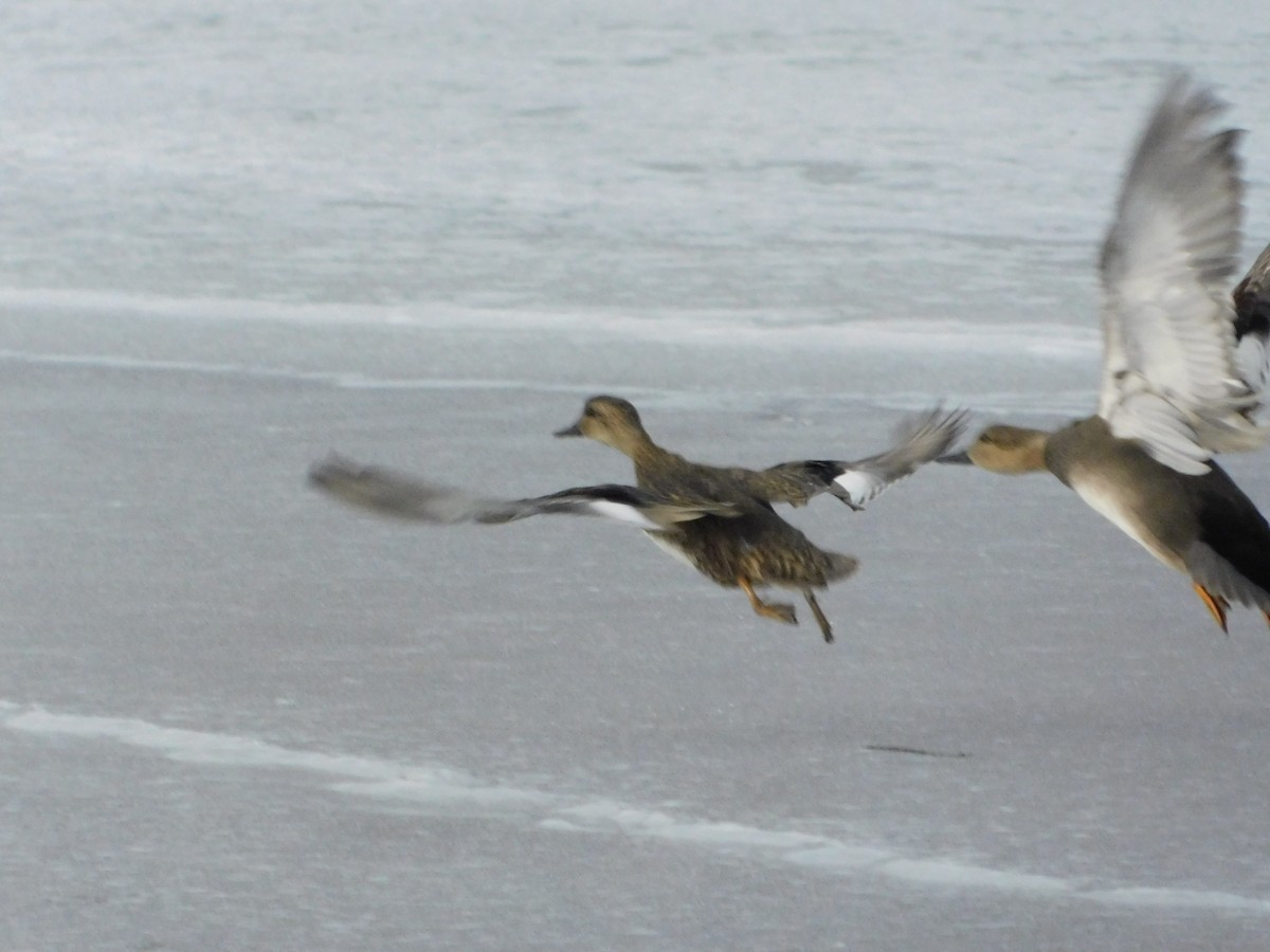 snadderand - ML646496062