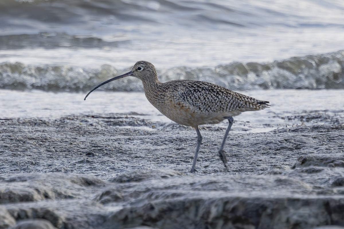 חרמשון ארוך-מקור - ML646496073