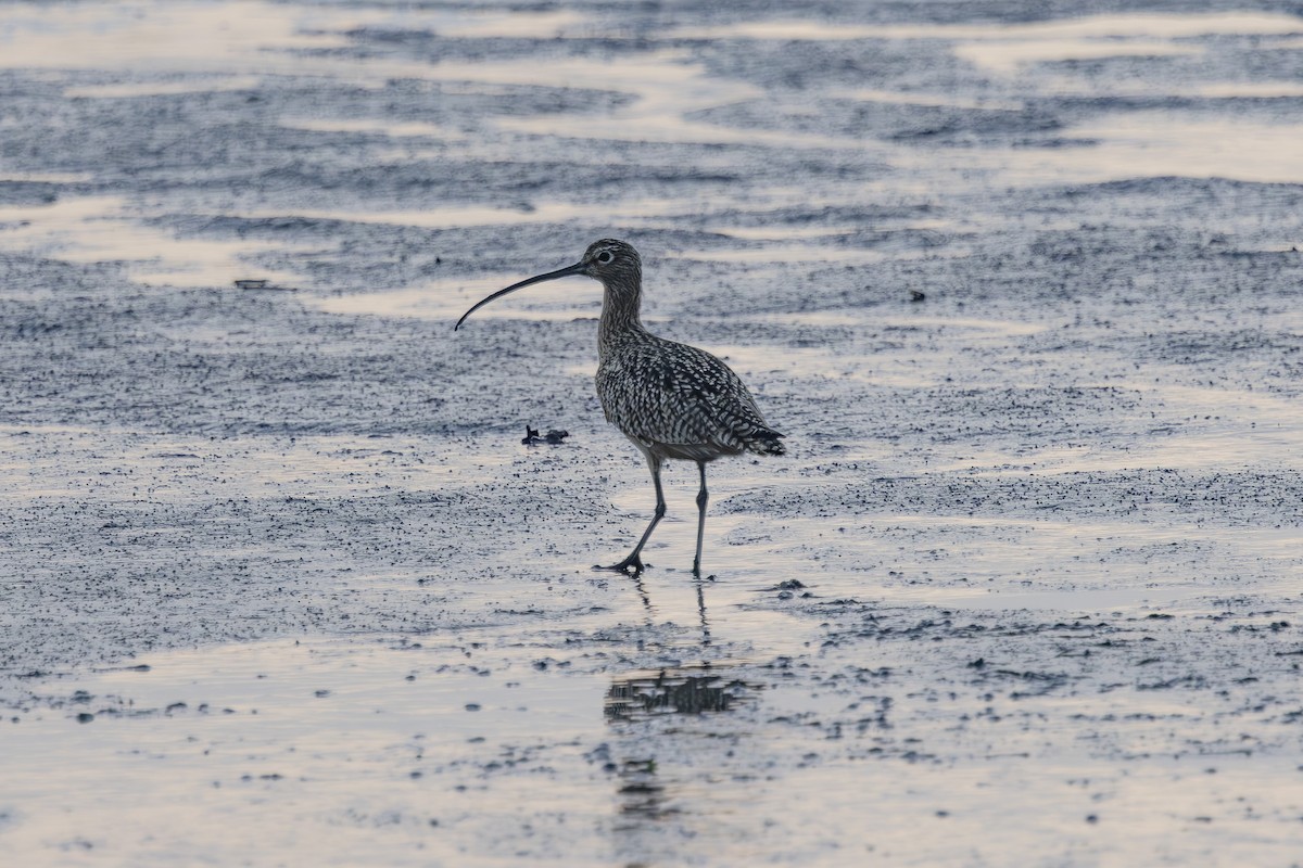 חרמשון ארוך-מקור - ML646496074