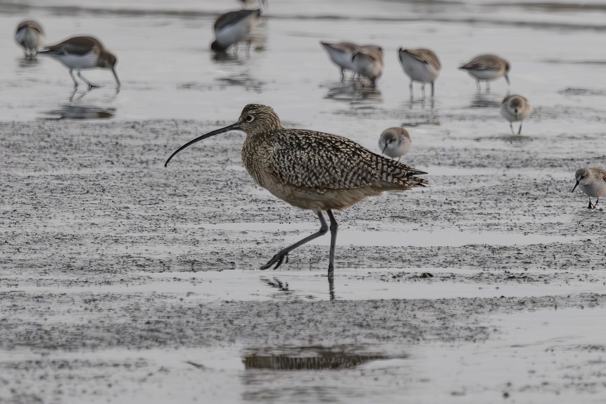 חרמשון ארוך-מקור - ML646496075