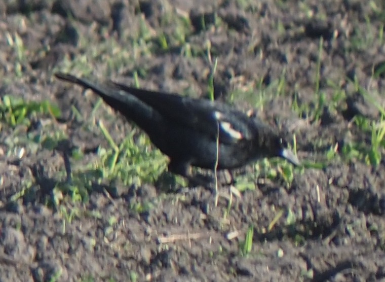 Tricolored Blackbird - ML646496079