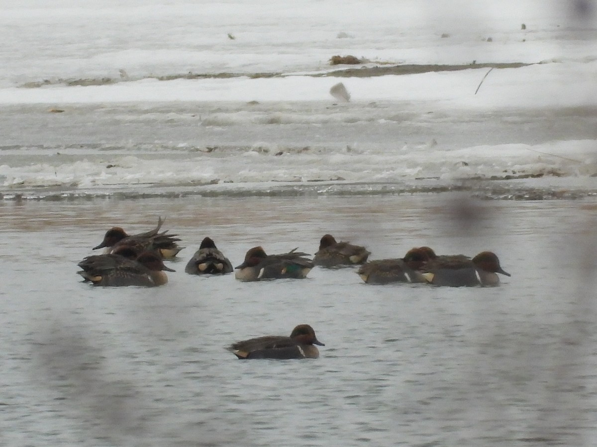 Green-winged Teal - ML646496082