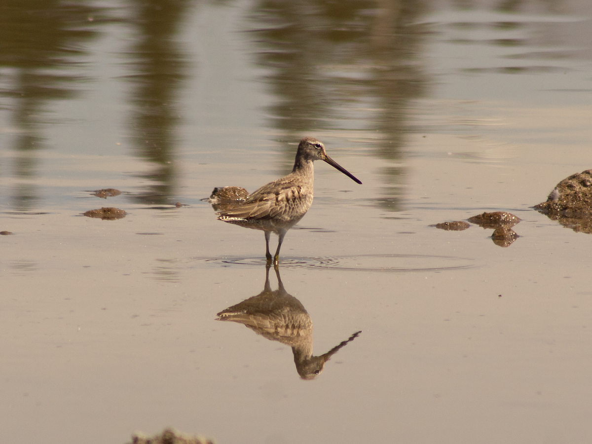 Long-billed Dowitcher - ML646496083