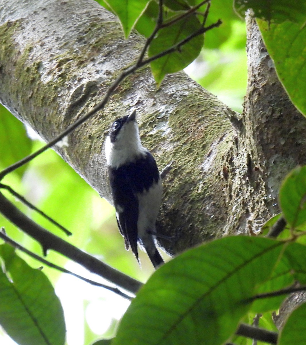Pied Monarch - ML646496084