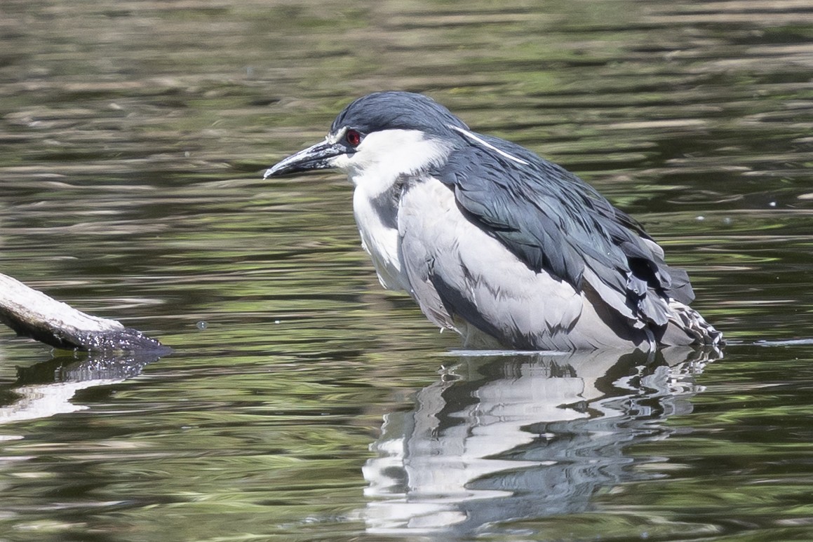 Martinete Común - ML646496085