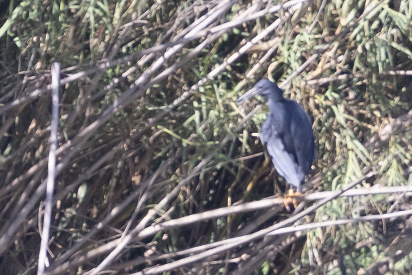 Garceta Azabache - ML646496088