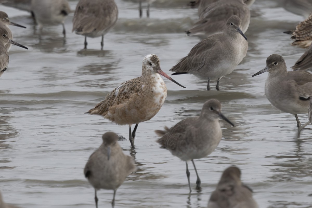 Marbled Godwit - ML646496090