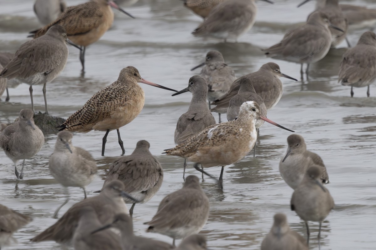 Marbled Godwit - ML646496091