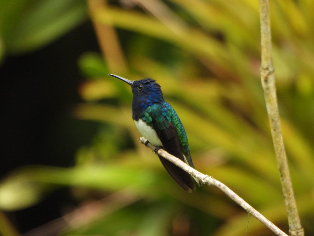 White-necked Jacobin - ML646496092