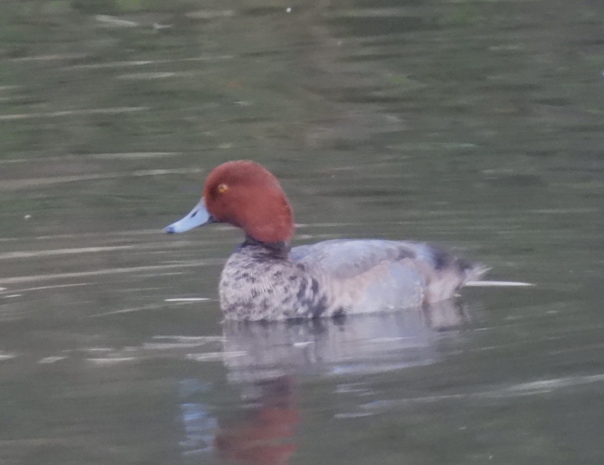 Rotkopfente - ML646496093