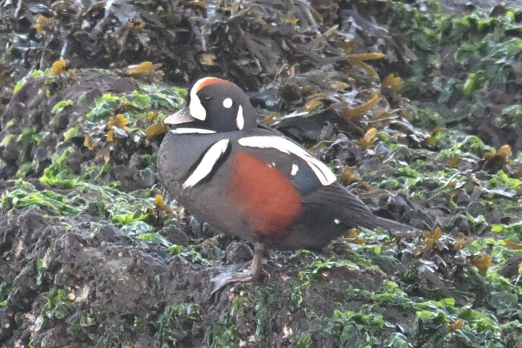 Harlequin Duck - ML646496094