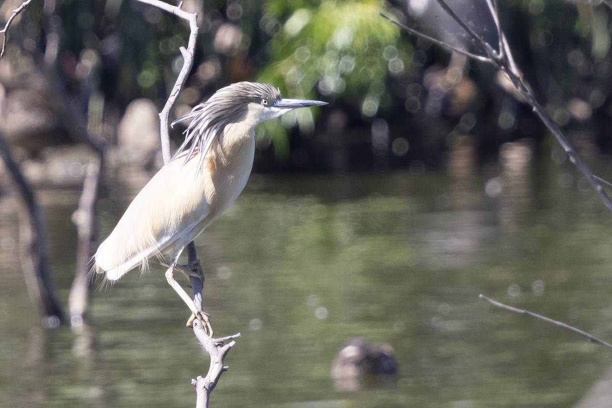 Garcilla Cangrejera - ML646496095