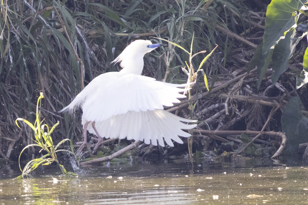 Garcilla Malgache - ML646496097