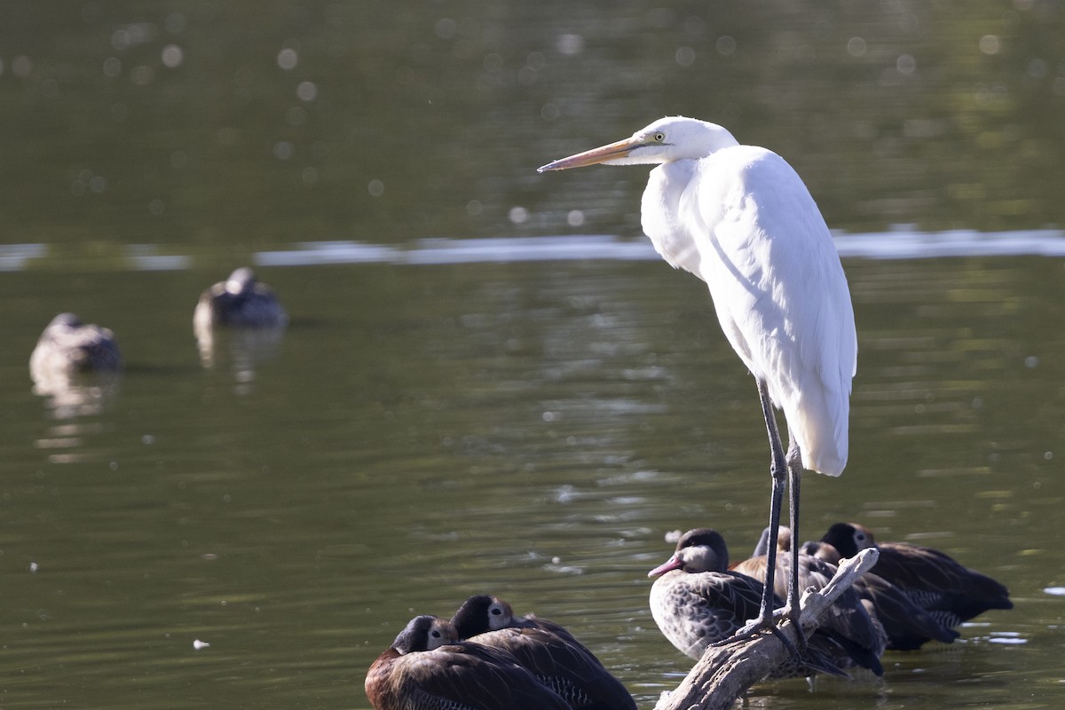 Garceta Grande - ML646496098