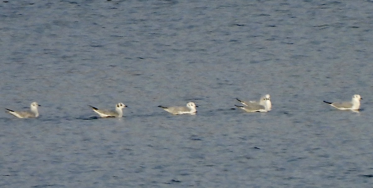 Bonaparte's Gull - ML646496099
